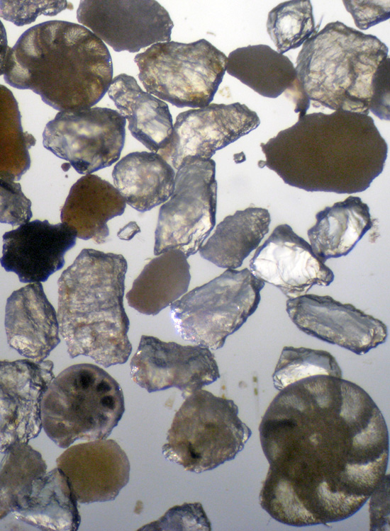 Odontella mobiliensis, direi